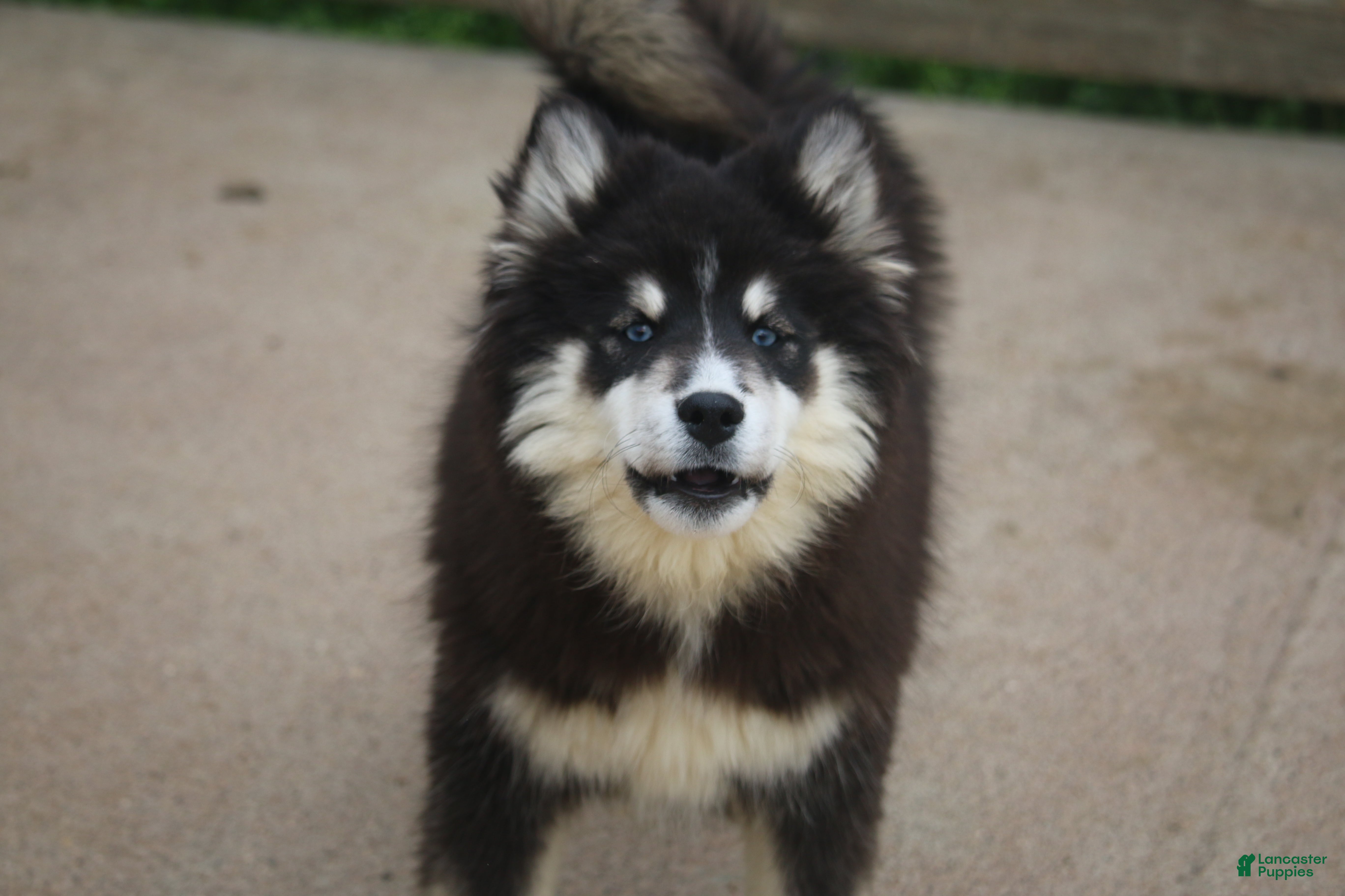 Pomsky dogs Carter - Ad 2
