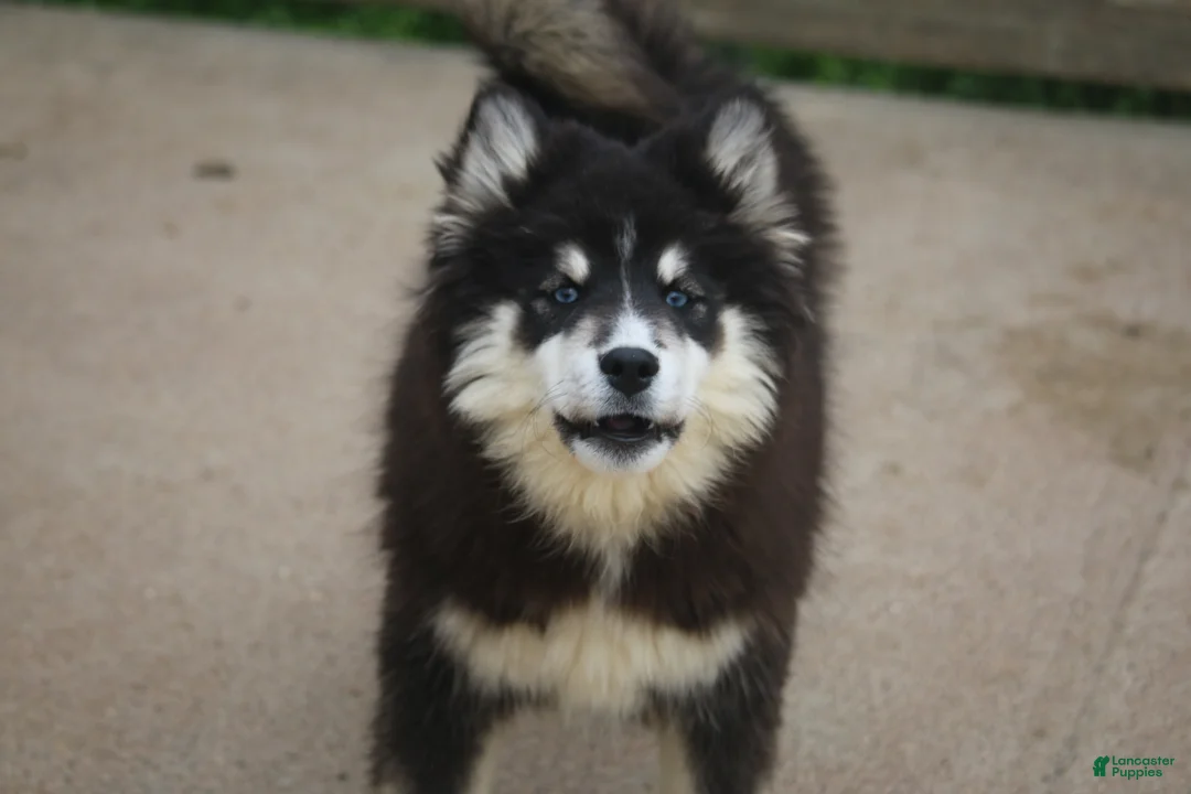 Pomsky dogs for sale: Carter - Ad 2