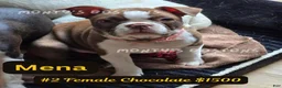 Boston Terrier dogs for sale: Mena - Ad 2
