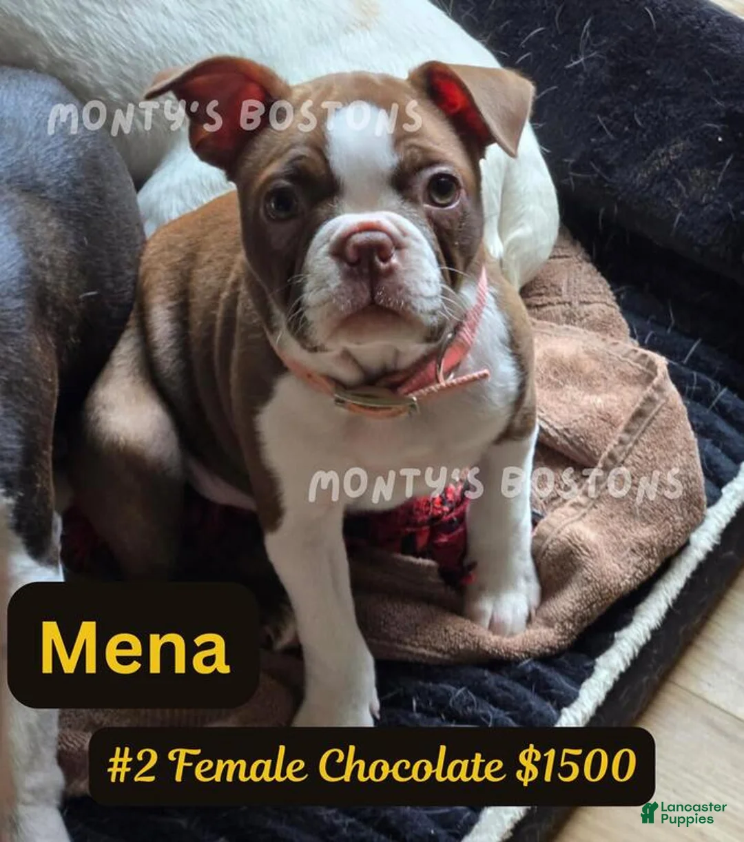 Boston Terrier dogs for sale: Mena - Ad 2