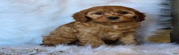 Cavapoo dogs for sale: Bella - Ad 7