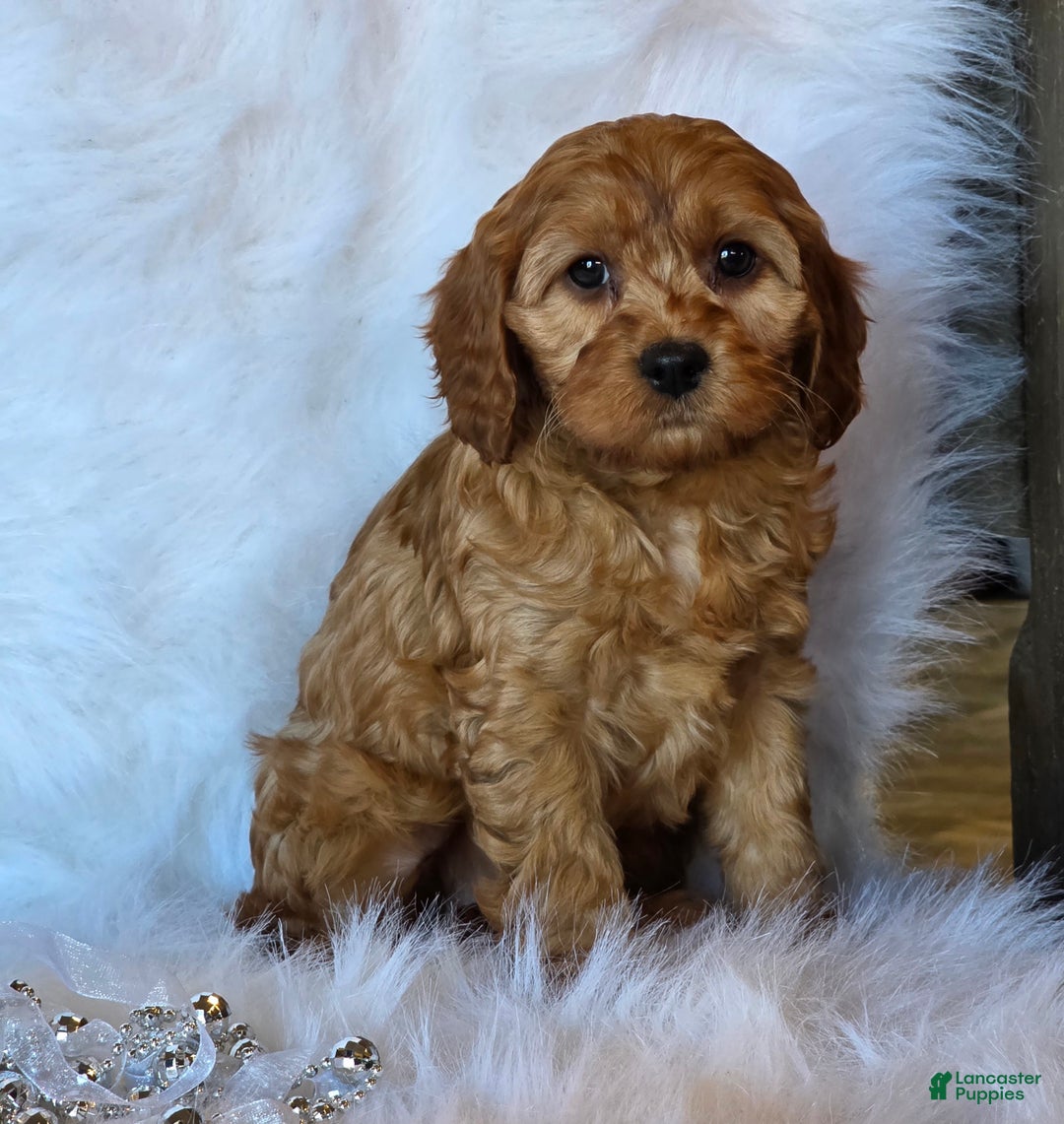 Cavapoo dogs for sale: Bella - Ad 7