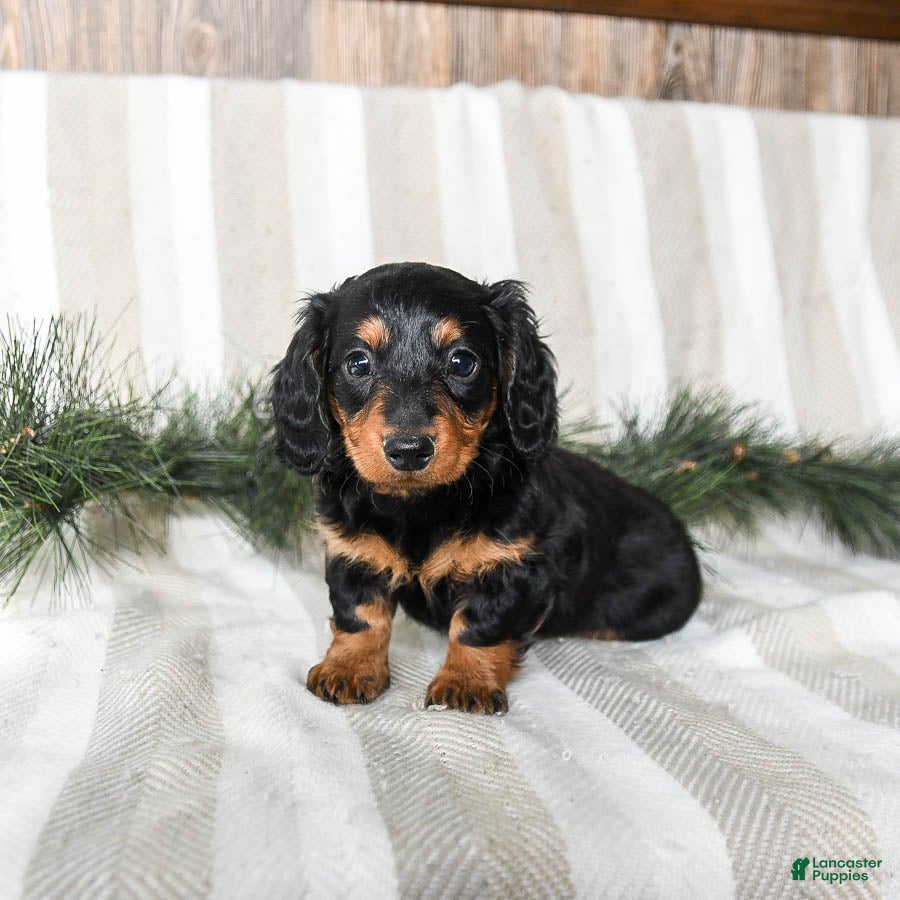 Miniature Dachshund dogs Caramel - Ad 2