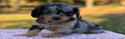 Miniature Dachshund dogs for sale: Eclipse - Ad 5