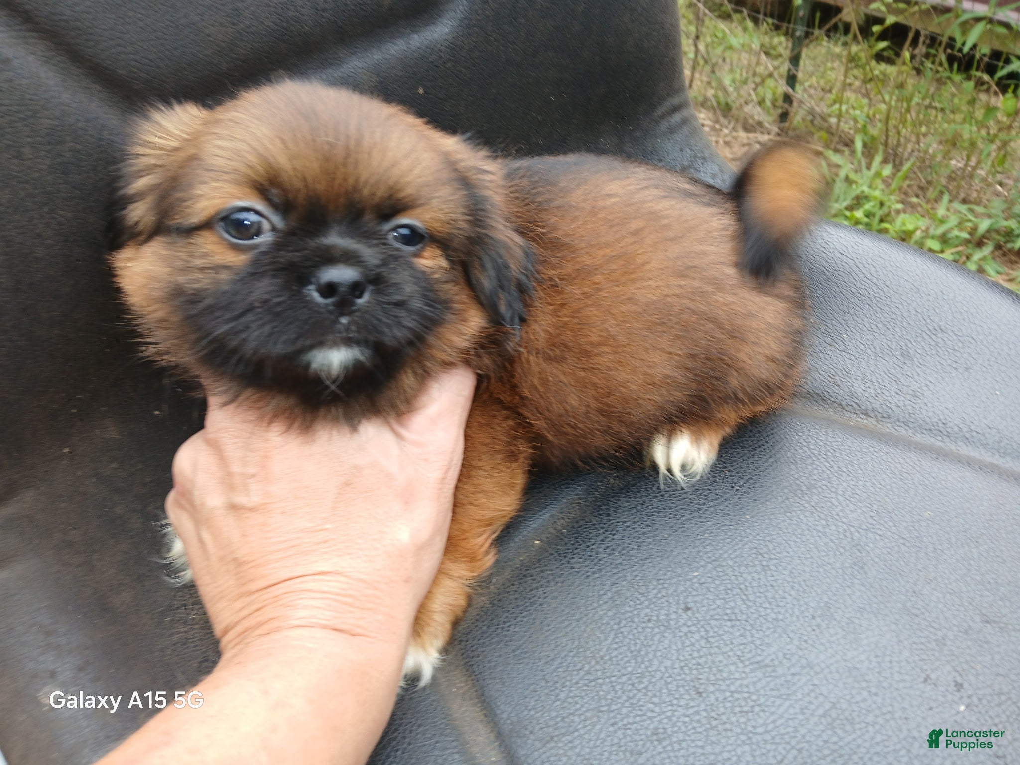 Shih Tzu dogs Shih Tzu 2 - Ad 37
