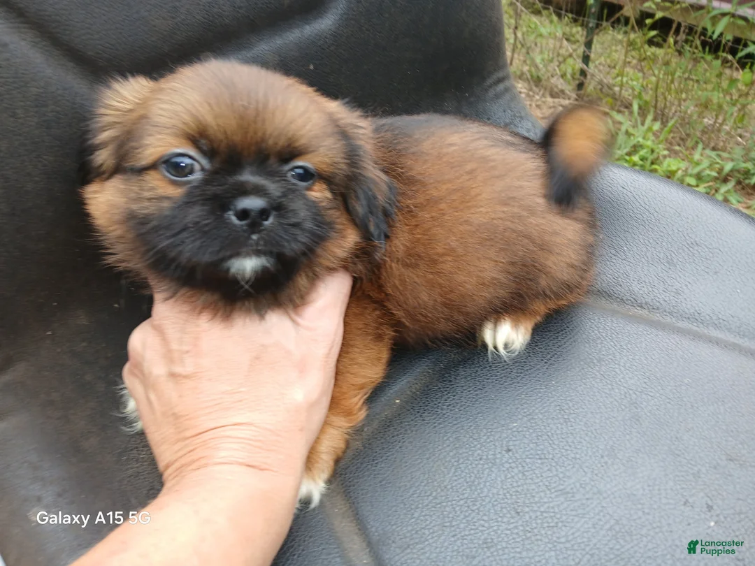 Shih Tzu dogs for sale: Shih Tzu 2 - Ad 1