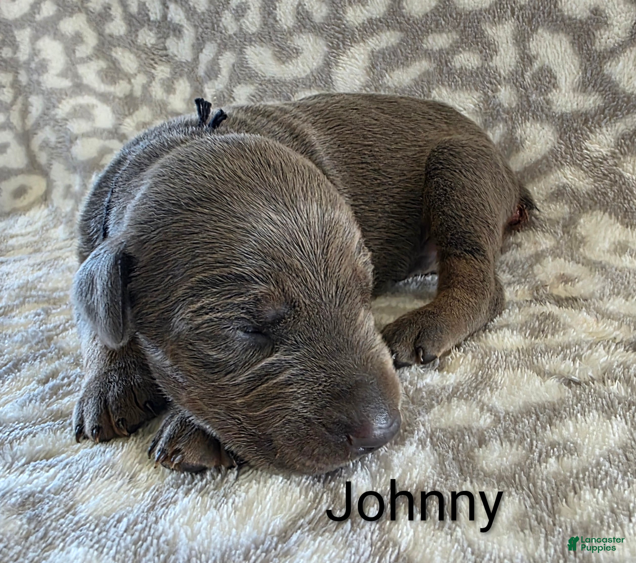 Doberman Pinscher dogs Doberman Pinscher Puppy 2 - Ad 9