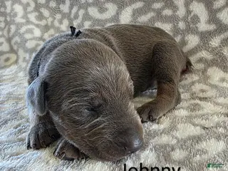 Doberman Pinscher dogs Doberman Pinscher Puppy 2 - Ad 9