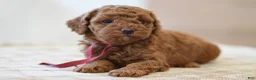 Miniature Poodle dogs for sale: Poppy - Ad 5