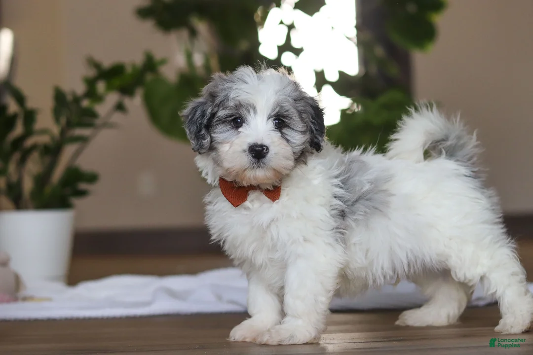 Havapoo dogs for sale: Chase - Ad 4