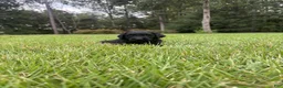 Goldendoodle dogs for sale: Slate - Ad 5