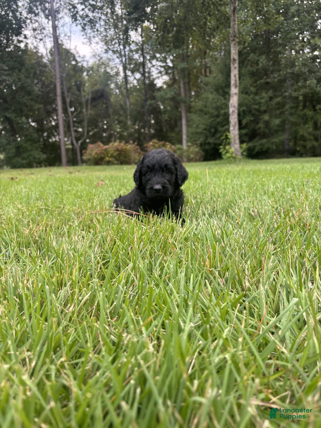 Goldendoodle dogs for sale: Slate - Ad 5