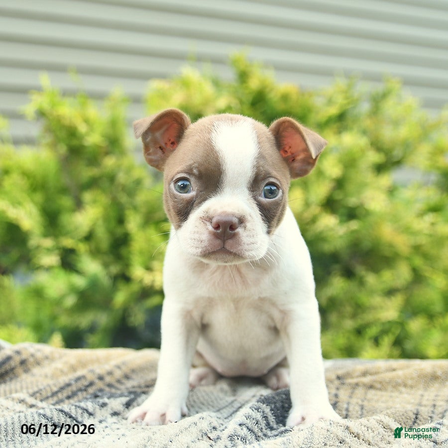 Boston Terrier dogs Buttercup  - Ad 1