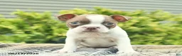 Boston Terrier dogs for sale: Buttercup  - Ad 1