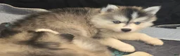 Pomsky dogs for sale: Grey mini - Ad 11