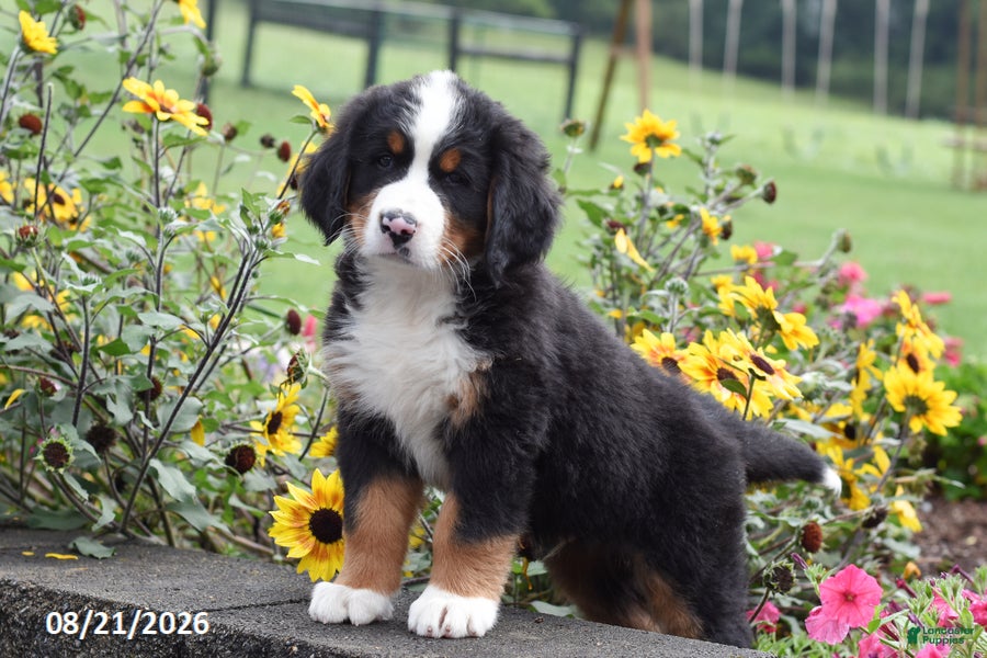 Bernese Mountain Dog dogs Max - Ad 2