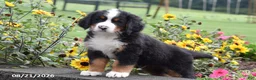 Bernese Mountain Dog dogs for sale: Max - Ad 2