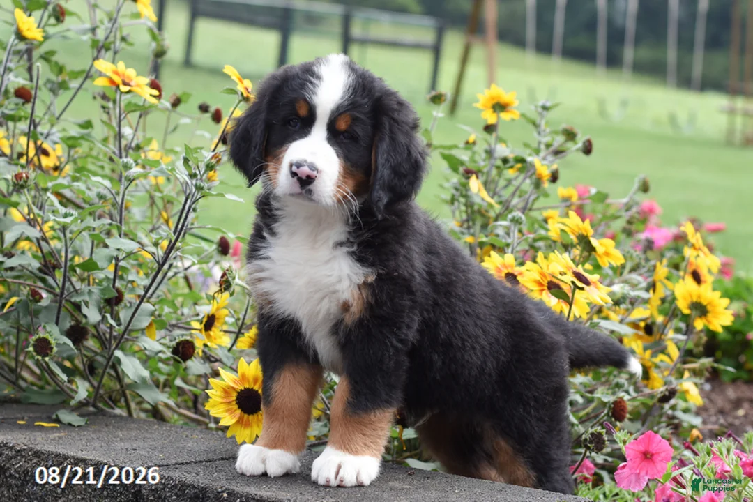 Bernese Mountain Dog dogs for sale: Max - Ad 2