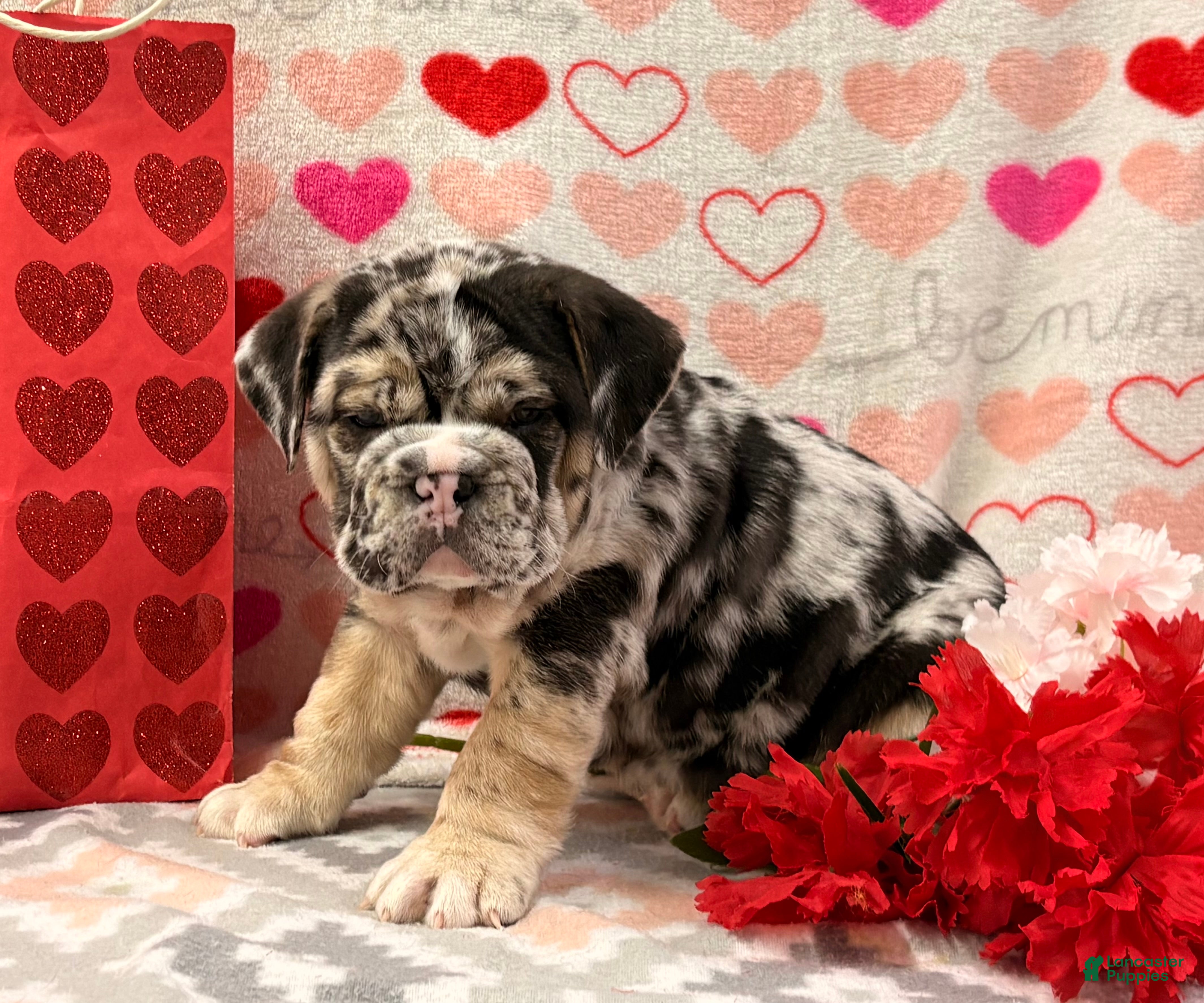 English Bulldog dogs Shane - Ad 21