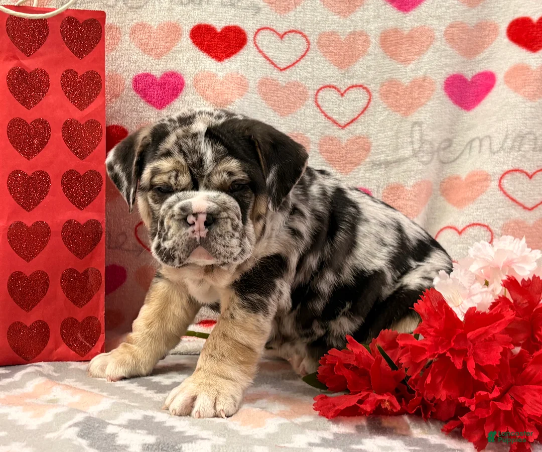 English Bulldog dogs for sale: Shane - Ad 1
