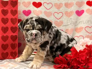 English Bulldog dogs Shane - Ad 21
