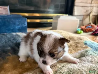 Pomeranian dogs for sale: Luna - Ad 1