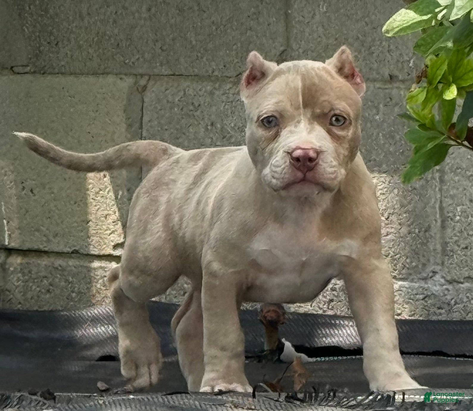 American Bully dogs Lilac Merle - Ad 1