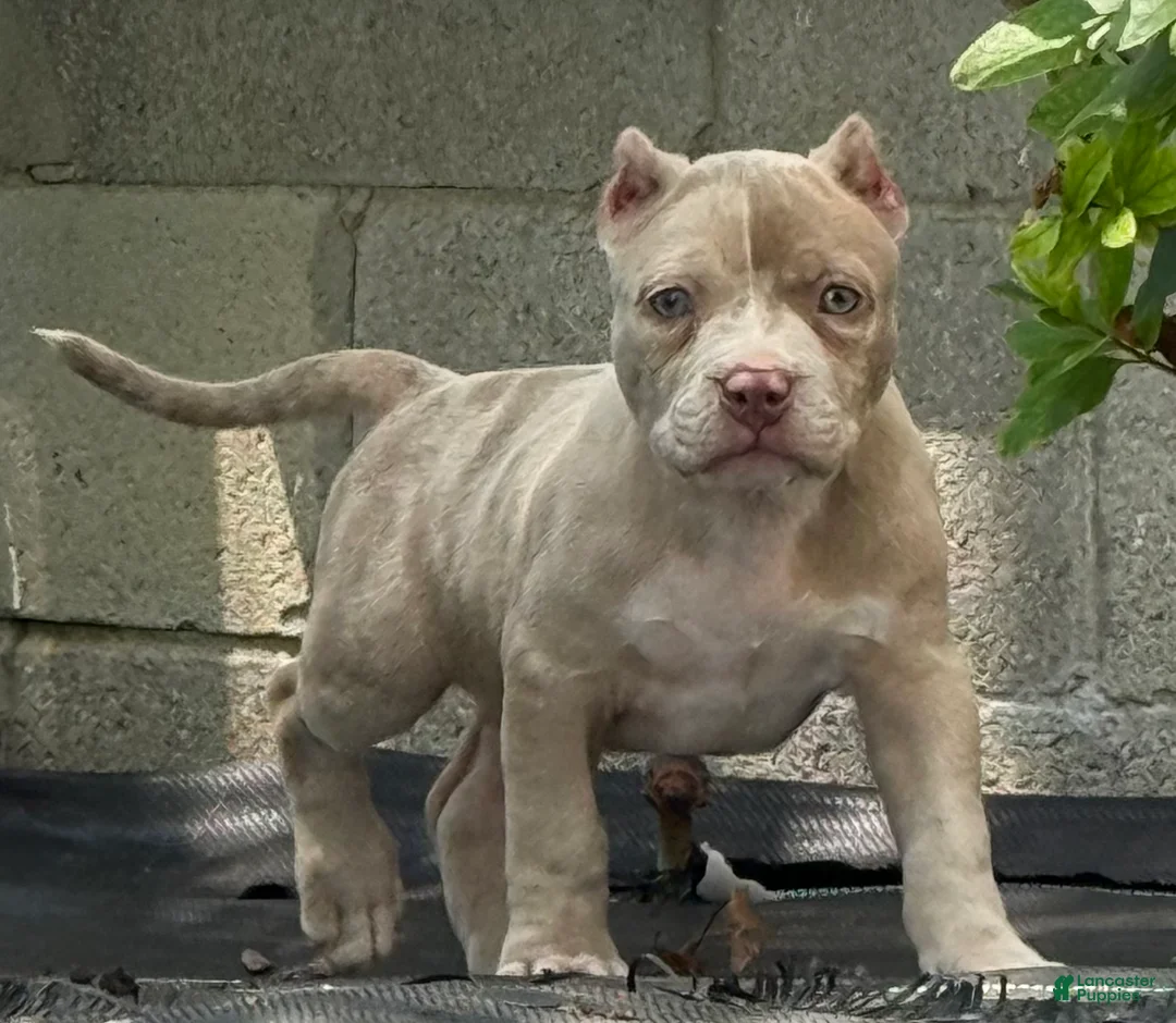American Bully dogs for sale: Lilac Merle - Ad 1