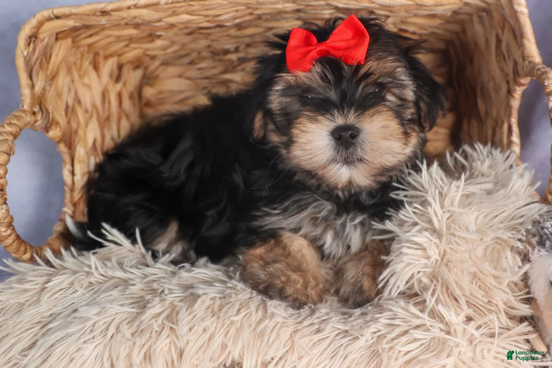 Morkie dogs for sale: Nash - Ad 11