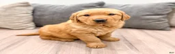 Golden Retriever dogs for sale: Hailey - Ad 8