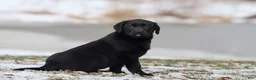 Labrador Retriever dogs for sale: Java - Ad 2