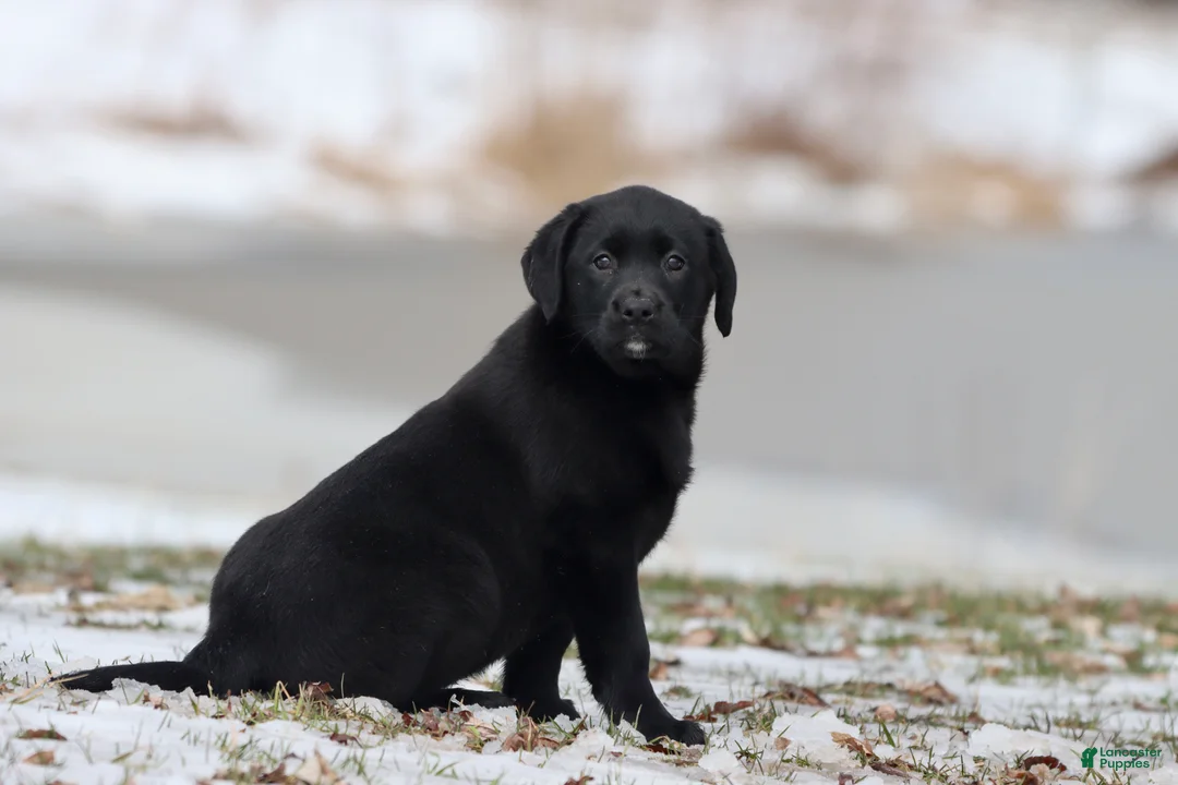 Labrador Retriever dogs for sale: Java - Ad 2