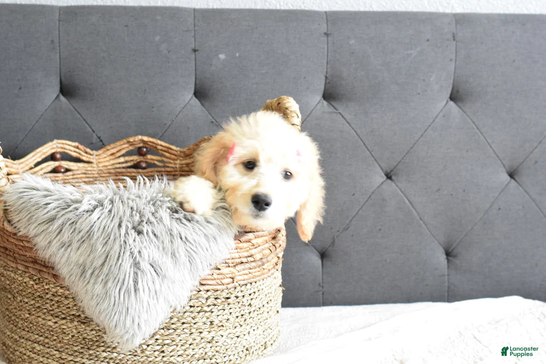 Goldendoodle dogs for sale: Goldendoodle Puppy 2 - Ad 1