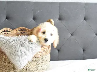 Goldendoodle dogs for sale: Goldendoodle Puppy 2 - Ad 1