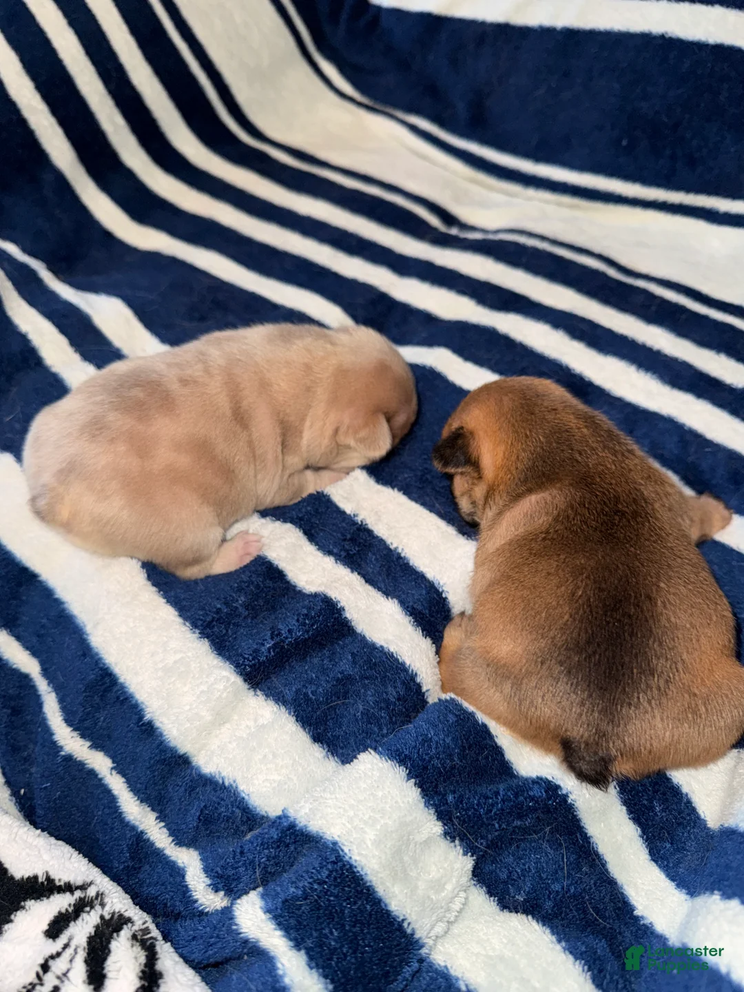 French Bulldog dogs for sale: French Bulldog Puppy 3 - Ad 9