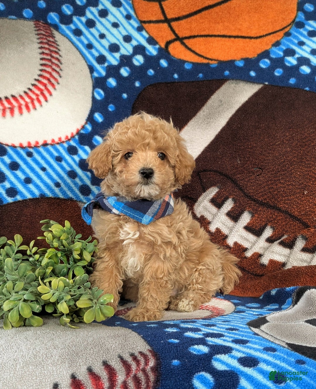 Maltipoo dogs for sale: Curtiss  - Ad 2