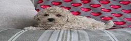 Shihpoo dogs for sale: Princess - Ad 3