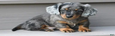 AKC Pearl