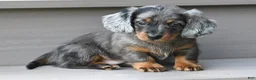 Miniature Dachshund dogs for sale: AKC Pearl - Ad 1