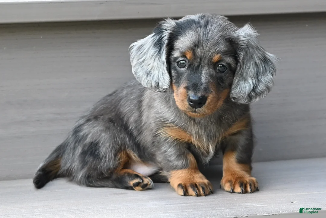 Miniature Dachshund dogs for sale: AKC Pearl - Ad 1