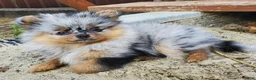 Pomeranian dogs for sale: Lily - Ad 59