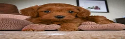Cavapoo dogs for sale: Juli - Ad 5