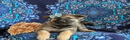 Mixed Breed dogs for sale: Bonita - Ad 5