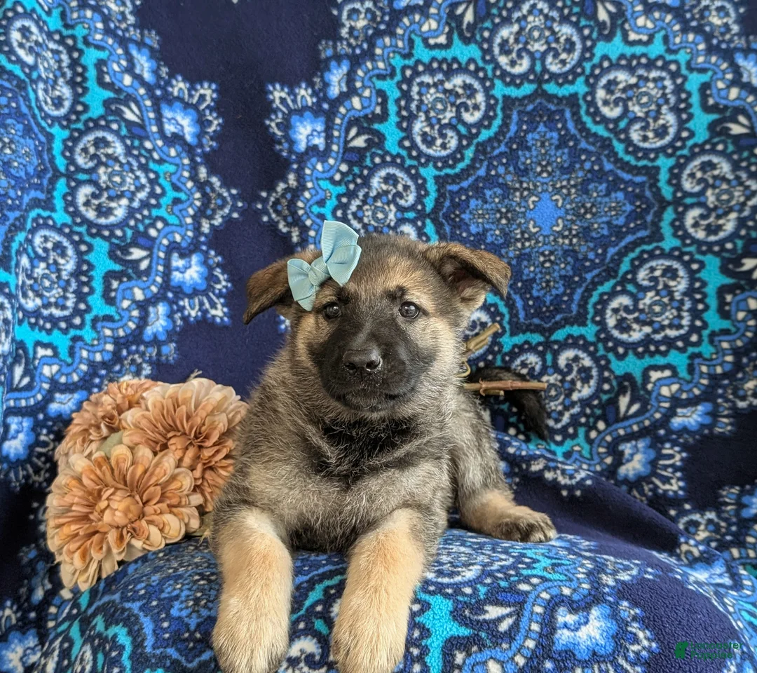 Mixed Breed dogs for sale: Bonita - Ad 5