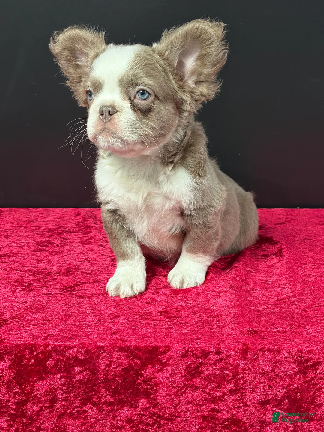 French Bulldog dogs for sale: Cherry  - Ad 7