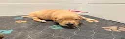 Golden Retriever dogs for sale: Golden Retriever Blossom  - Ad 3