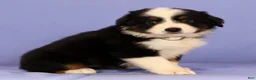 Miniature Australian Shepherd dogs for sale: Mandy - Ad 1