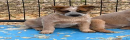 Australian Cattle Dog dogs for sale: Georgie Girl - Ad 30