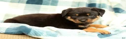 Rottweiler dogs for sale: Titan - Ad 6