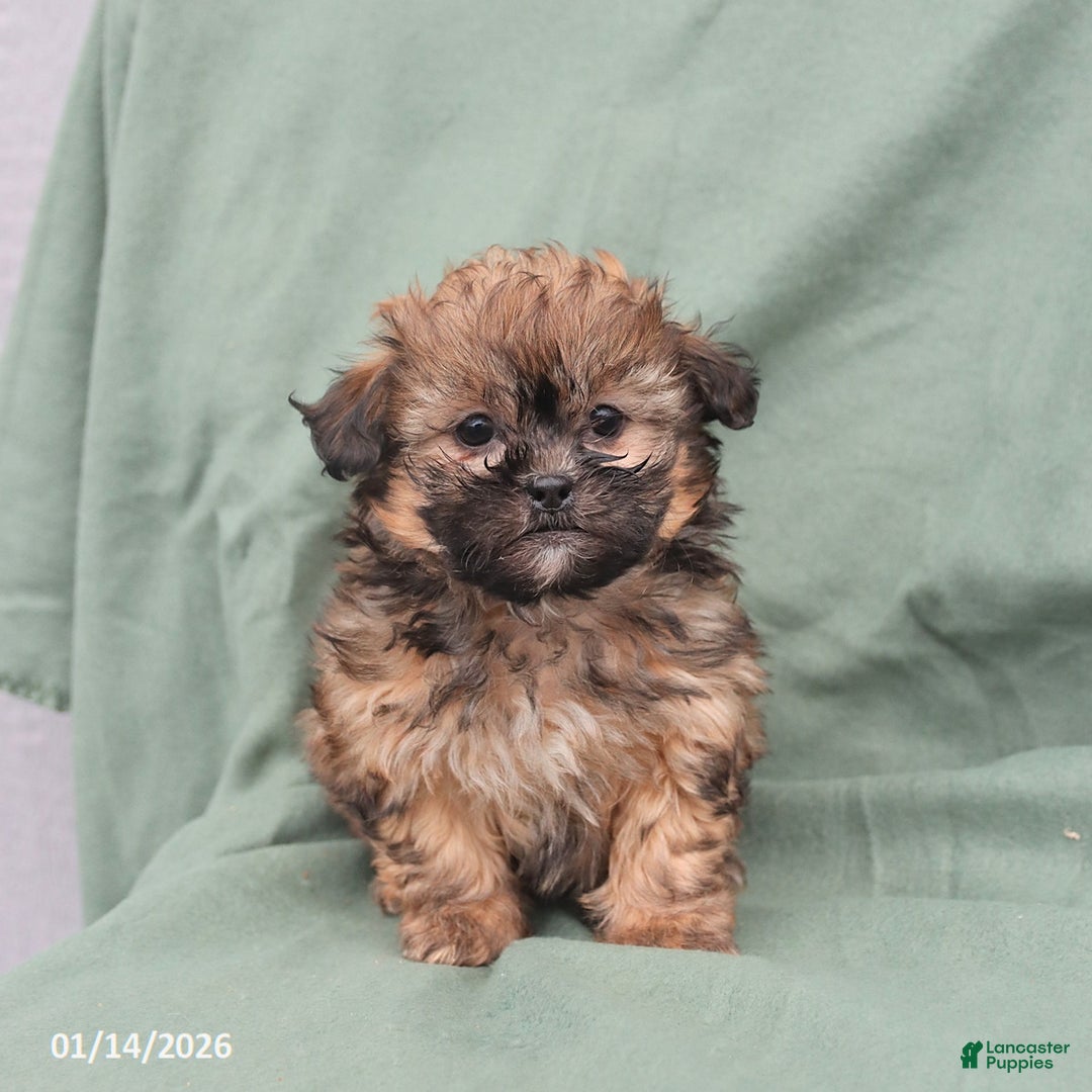Shihpoo dogs for sale: Lilly - Ad 2